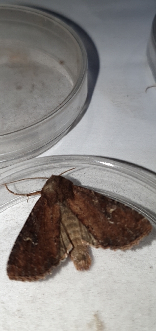 Apamea lateritia  - Melchior Viallet
