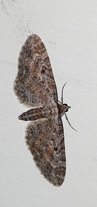 Eupithecia icterata  - Melchior Viallet