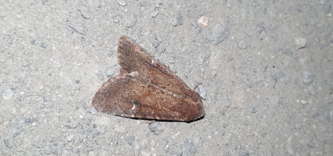 Apamea lateritia  - Melchior Viallet