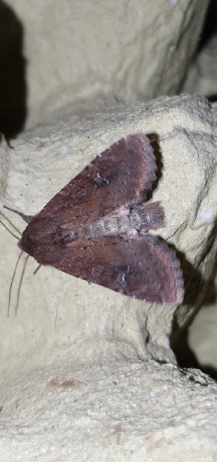Apamea lateritia  - Melchior Viallet