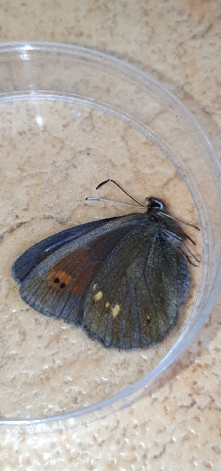 Moiré variable  - Melchior Viallet