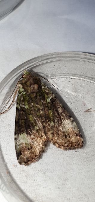 Anaplectoides prasina  - Melchior Viallet