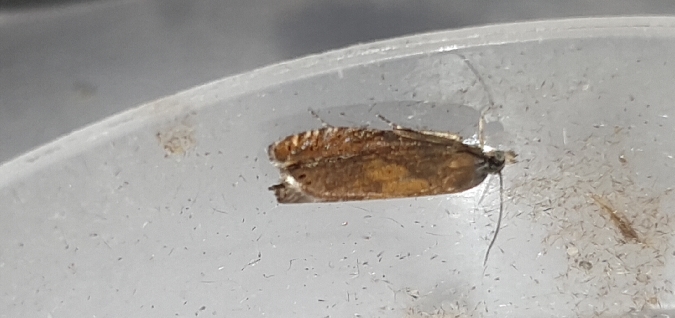 Dichrorampha vancouverana  - Melchior Viallet