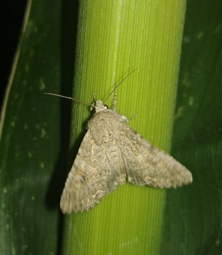 Noctuelle de l'ansérine 