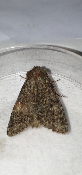 Apamea maillardi  - Melchior Viallet