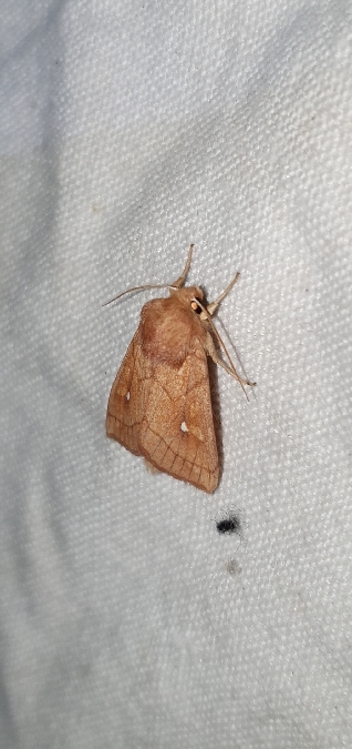 Mythimna conigera  - Melchior Viallet