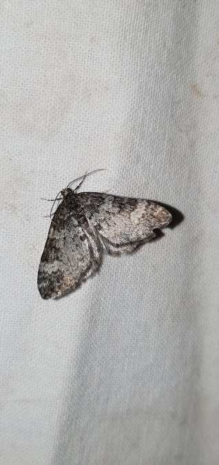 Perizoma obsoletata  - Melchior Viallet