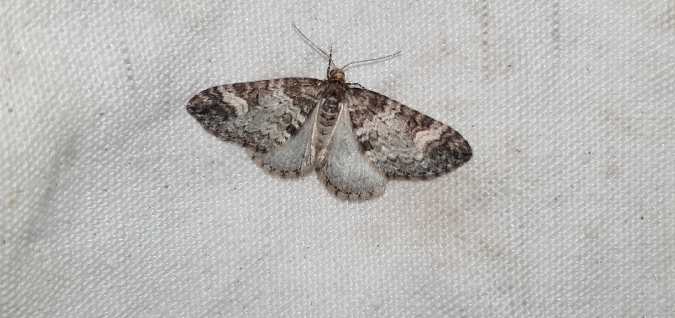 Perizoma obsoletata  - Melchior Viallet