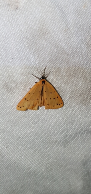 Endrosie diaphane (Callimorphe arrosée)  - Melchior Viallet