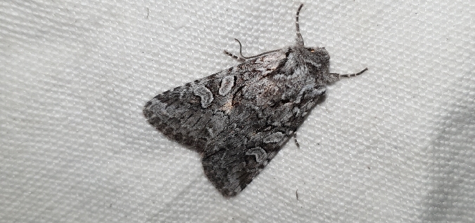 Lasionycta proxima  - Melchior Viallet