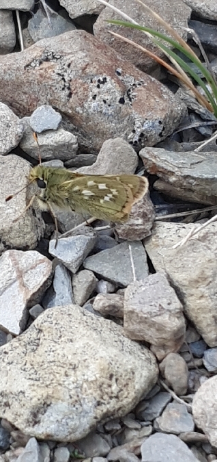 Comma  - Melchior Viallet