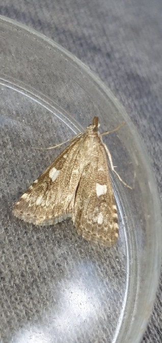 Udea olivalis  - Melchior Viallet