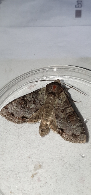 Polia hepatica  - Melchior Viallet