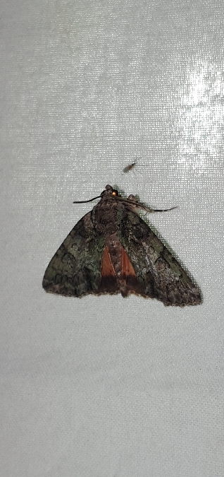 Polyphaenis sericata  - Melchior Viallet