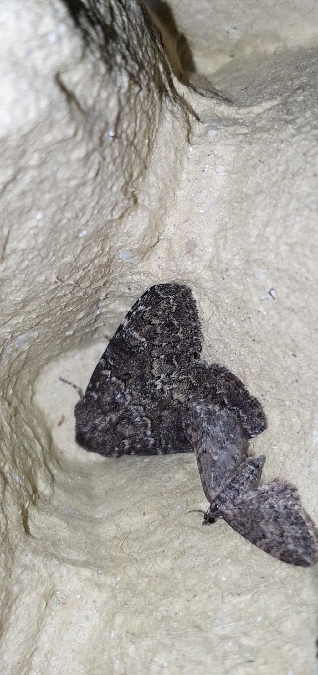 Eupithecia lariciata  - Melchior Viallet