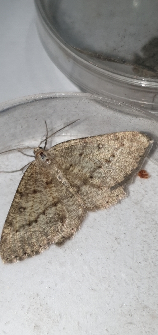 Elophos serotinarius  - Melchior Viallet