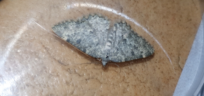 Charissa glaucinaria  - Melchior Viallet