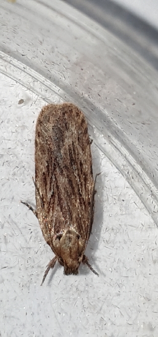 Depressaria sp.  - Melchior Viallet