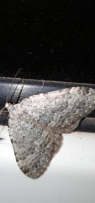 Coenotephria salicata  - Melchior Viallet