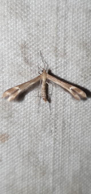 Marasmarcha oxydactylus  - Melchior Viallet