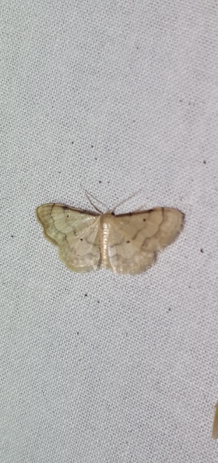 Idaea politaria  - Melchior Viallet