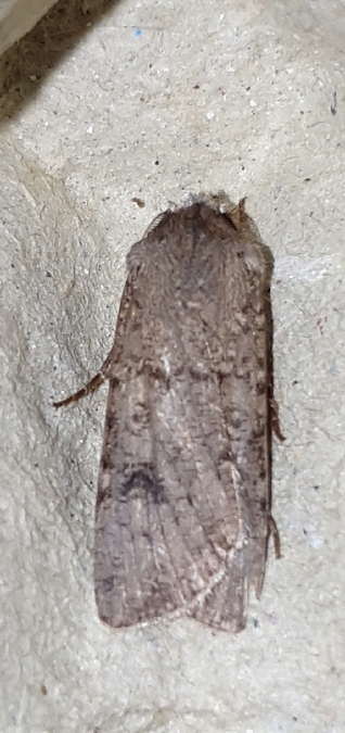 Noctuelle des moissons  - Melchior Viallet