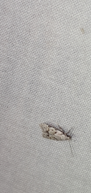 Symmoca signatella  - Melchior Viallet