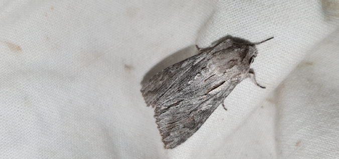 Auchmis detersa  - Melchior Viallet