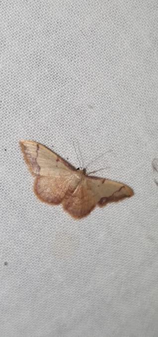 Idaea ostrinaria  - Melchior Viallet