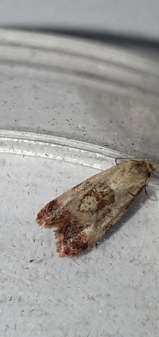 Cochylis salebrana  - Melchior Viallet
