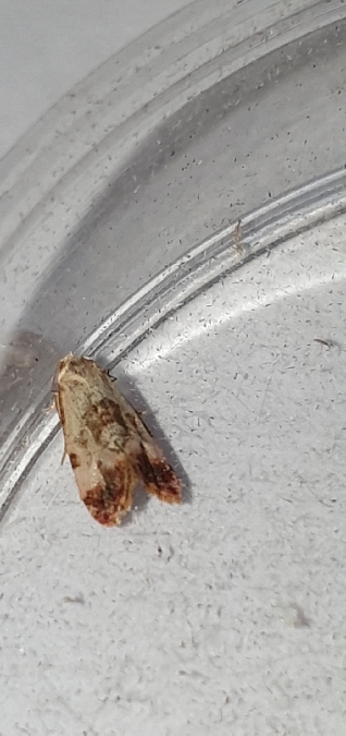 Cochylis salebrana  - Melchior Viallet
