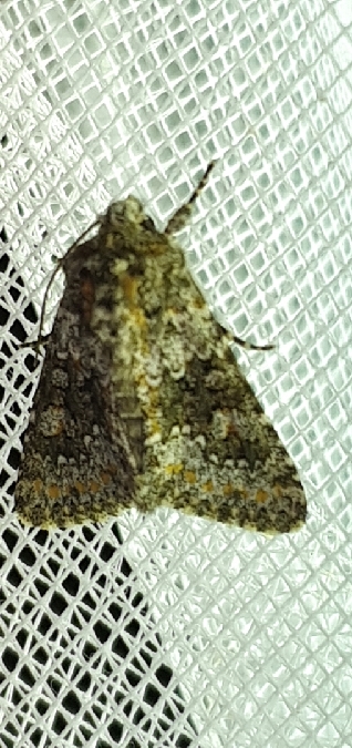 Hecatera dysodea  - Melchior Viallet