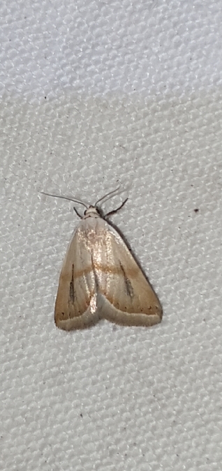 Eublemma pura  - Melchior Viallet