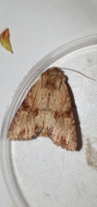 Apamea sublustris  - Melchior Viallet