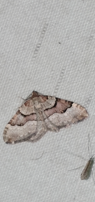 Xanthorhoe decoloraria  - Melchior Viallet