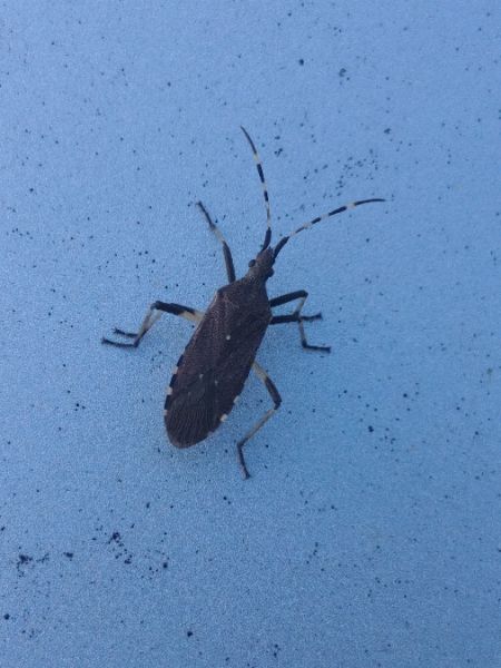 Dicranocephalus agilis 