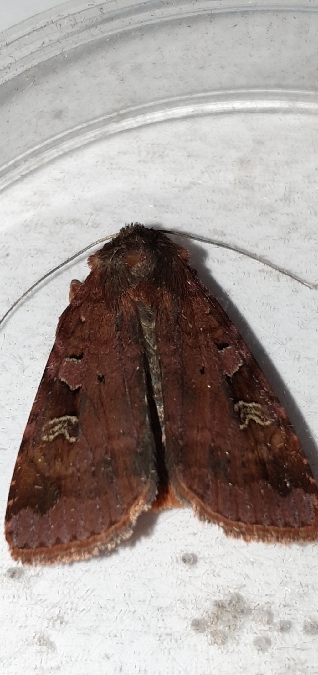 Diarsia brunnea  - Melchior Viallet