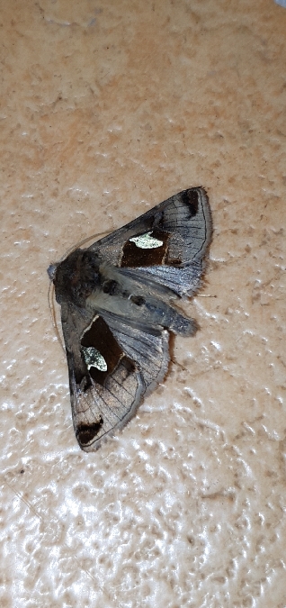 Autographa aemula  - Melchior Viallet