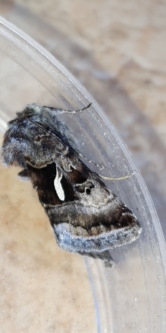 Syngrapha hochenwarthi  - Melchior Viallet