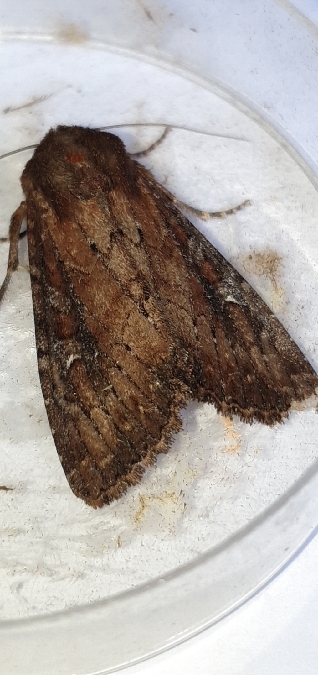Apamea lateritia  - Melchior Viallet