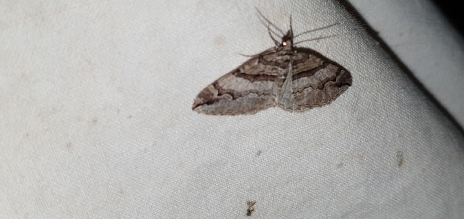 Pareulype berberata  - Melchior Viallet