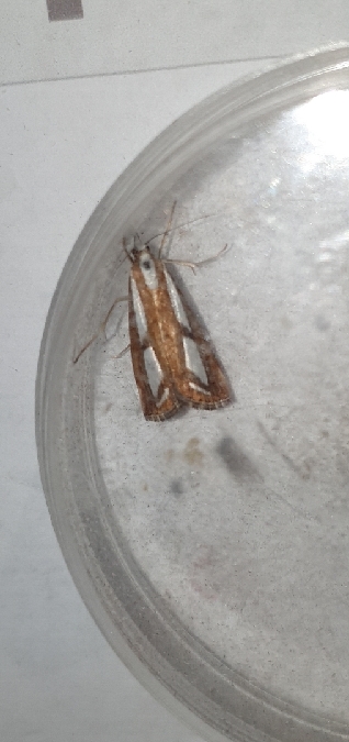 Crambus permuté  - Melchior Viallet