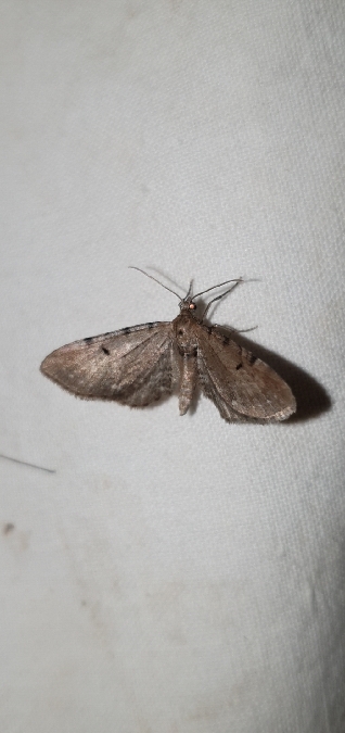 Eupithecia absinthiata  - Melchior Viallet