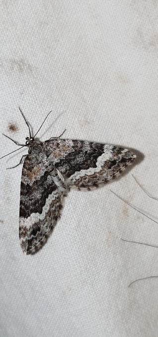 Colostygia turbata  - Melchior Viallet