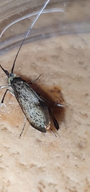 Nemophora metallica  - Melchior Viallet