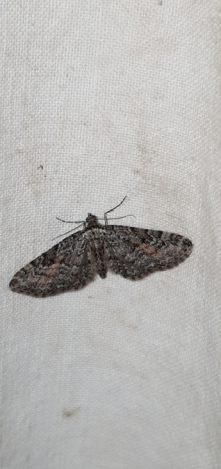 Eupithecia icterata  - Melchior Viallet
