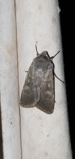 Rhyacia helvetina  - Melchior Viallet