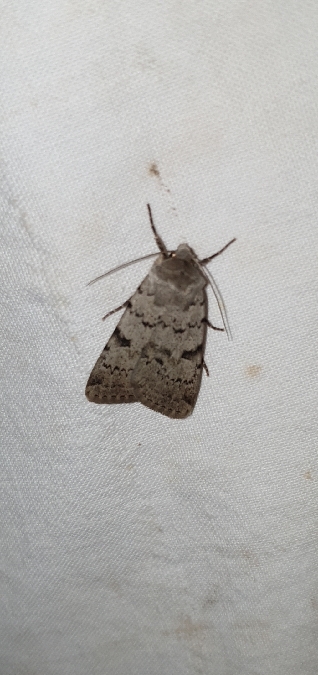 Epipsilia grisescens  - Melchior Viallet