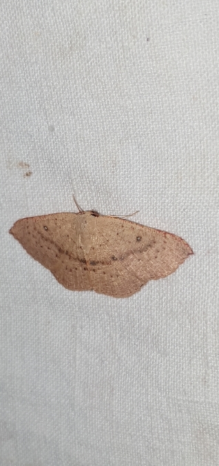 Cyclophora puppillaria  - Melchior Viallet