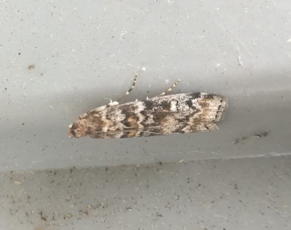 Dioryctria abietella  - Thomas Lux